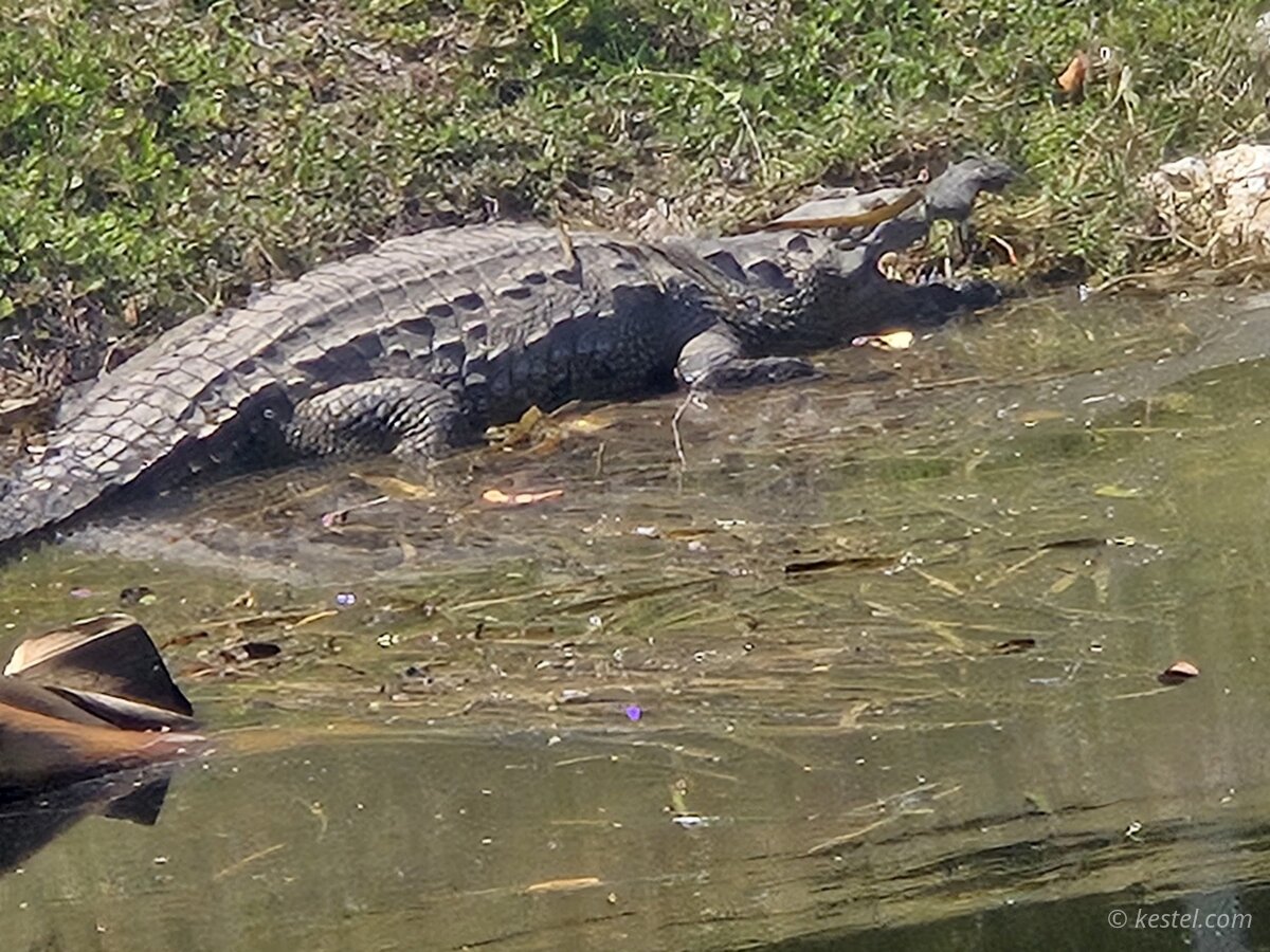 American alligator basking on a grassy bank