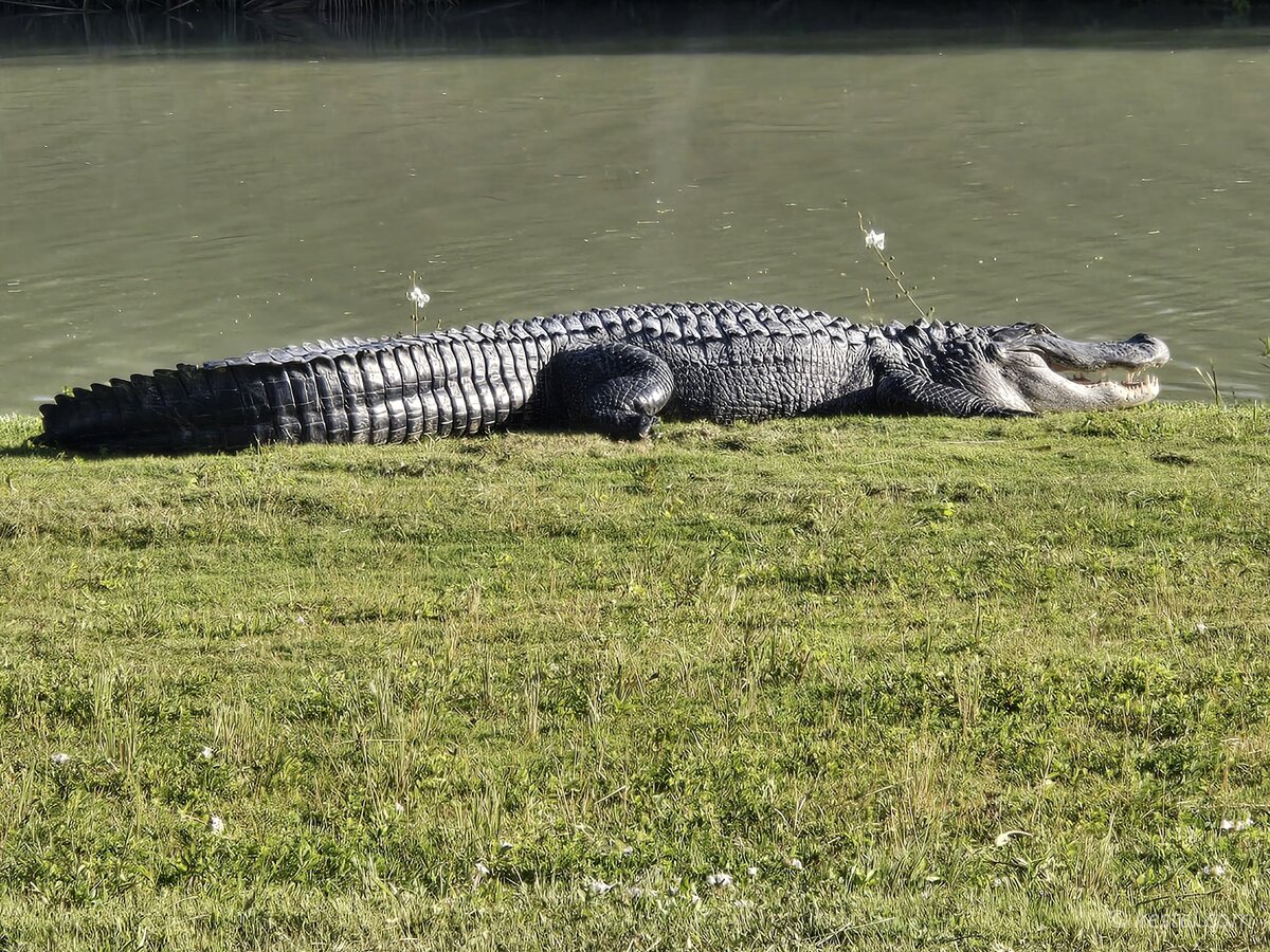 Large alligator with mouth open on a grass bank