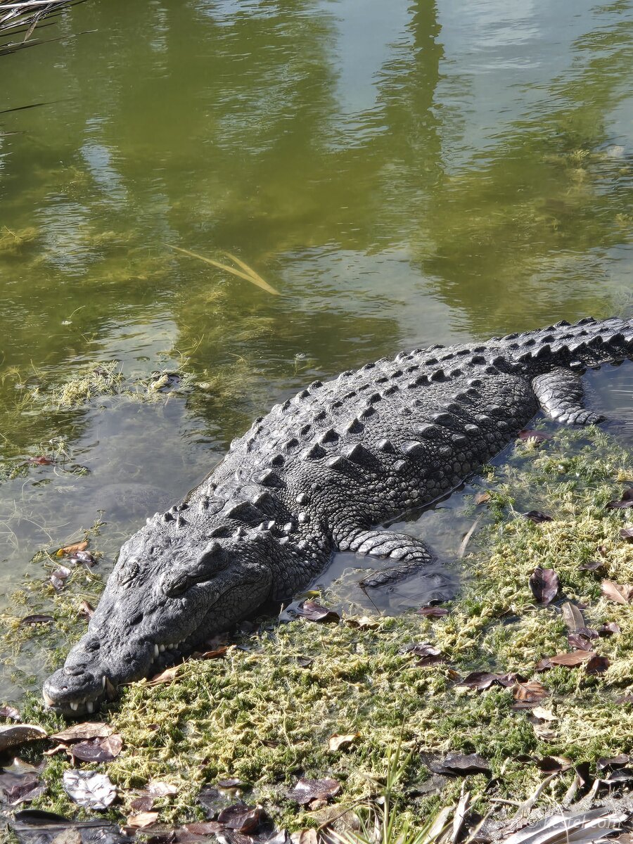 American crocodile resting on a mossy bank