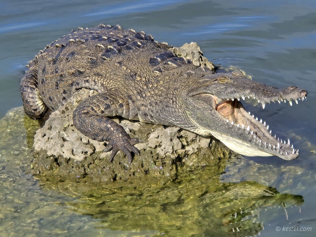 American crocodile with mouth open basking on a rock