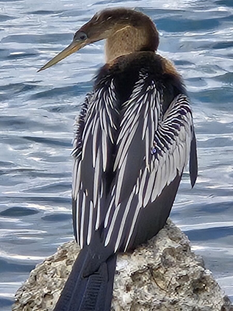 Anhinga perched on a rock over water