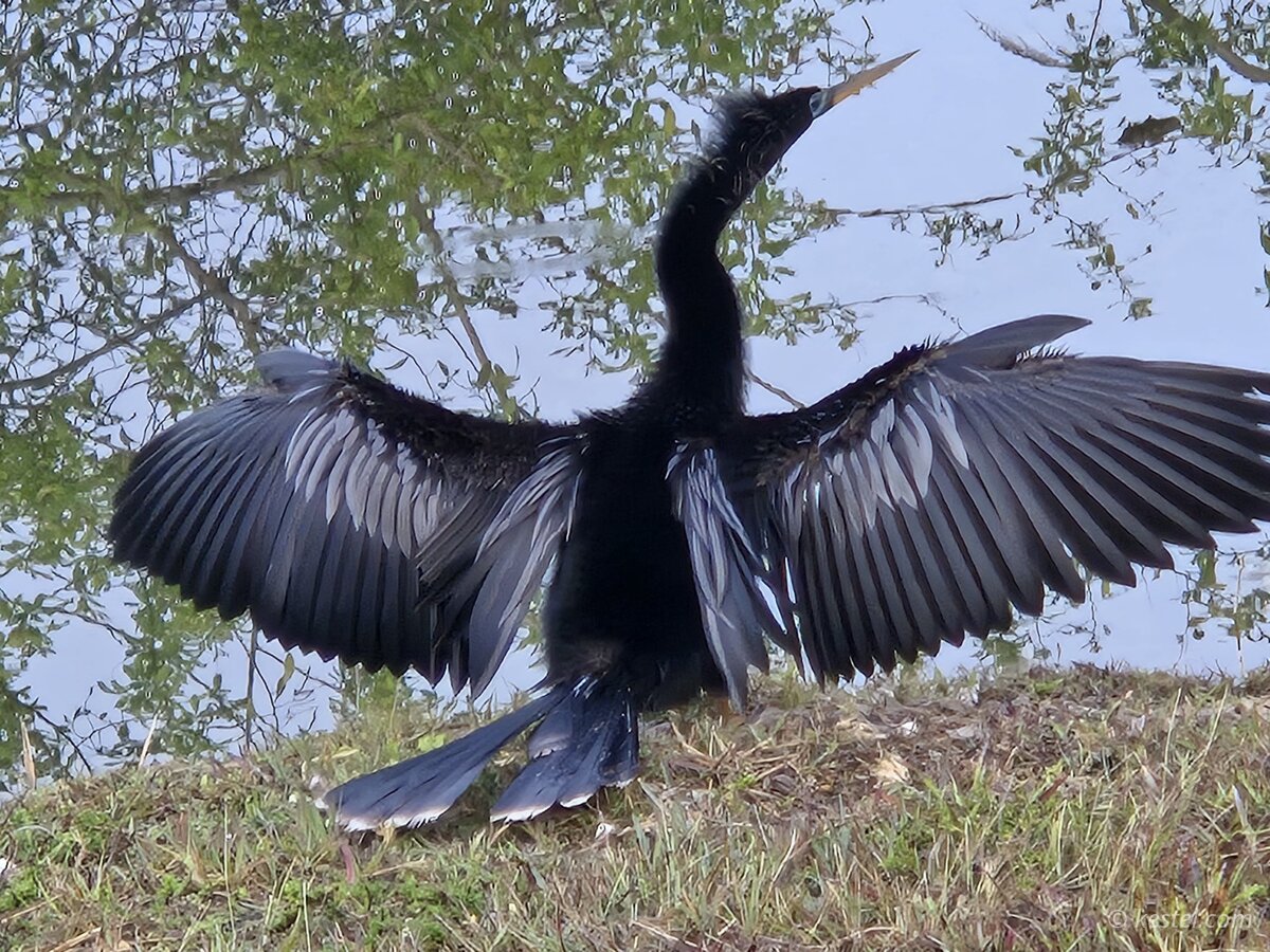 Anhinga spreading wings to dry