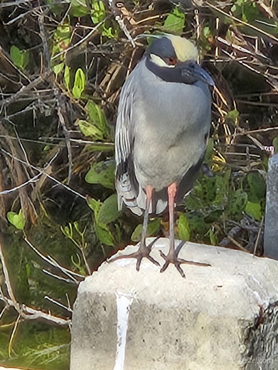 Black-crowned night heron perched on a branch