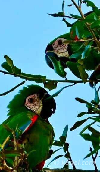 Two chestnut-fronted macaws perched in a tree