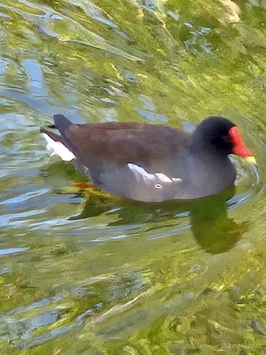 Common gallinule swimming in still water