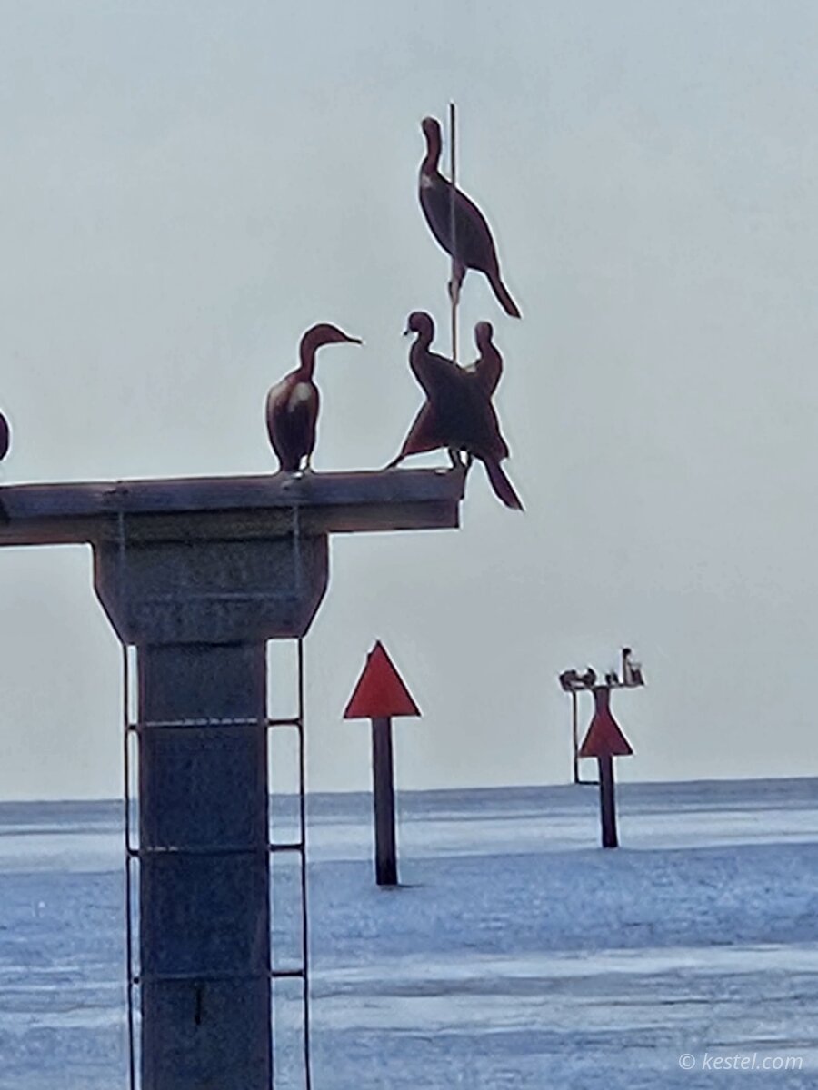 Cormorants perched on channel marker pilings