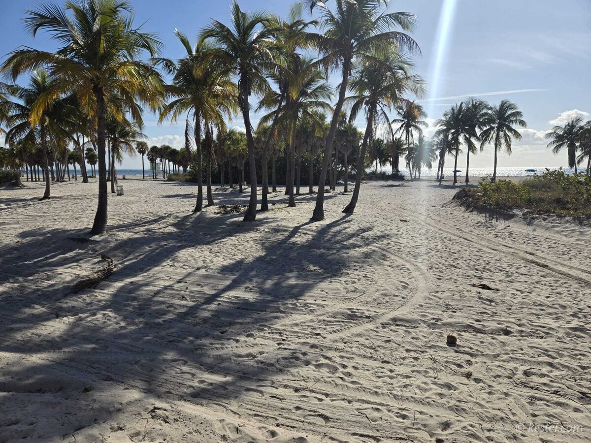 Palm grove at Crandon Beach