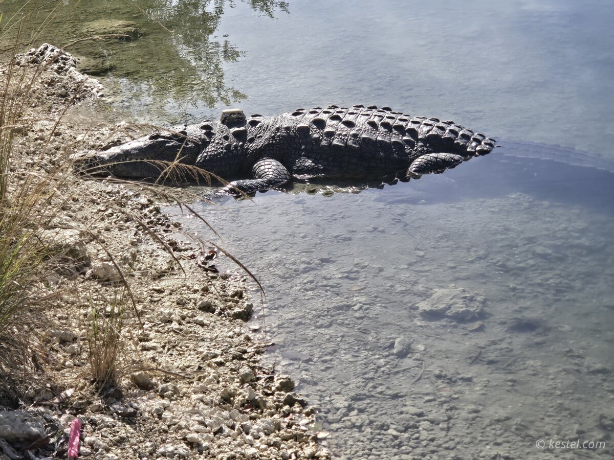 Crocodile entering the water from a rocky bank