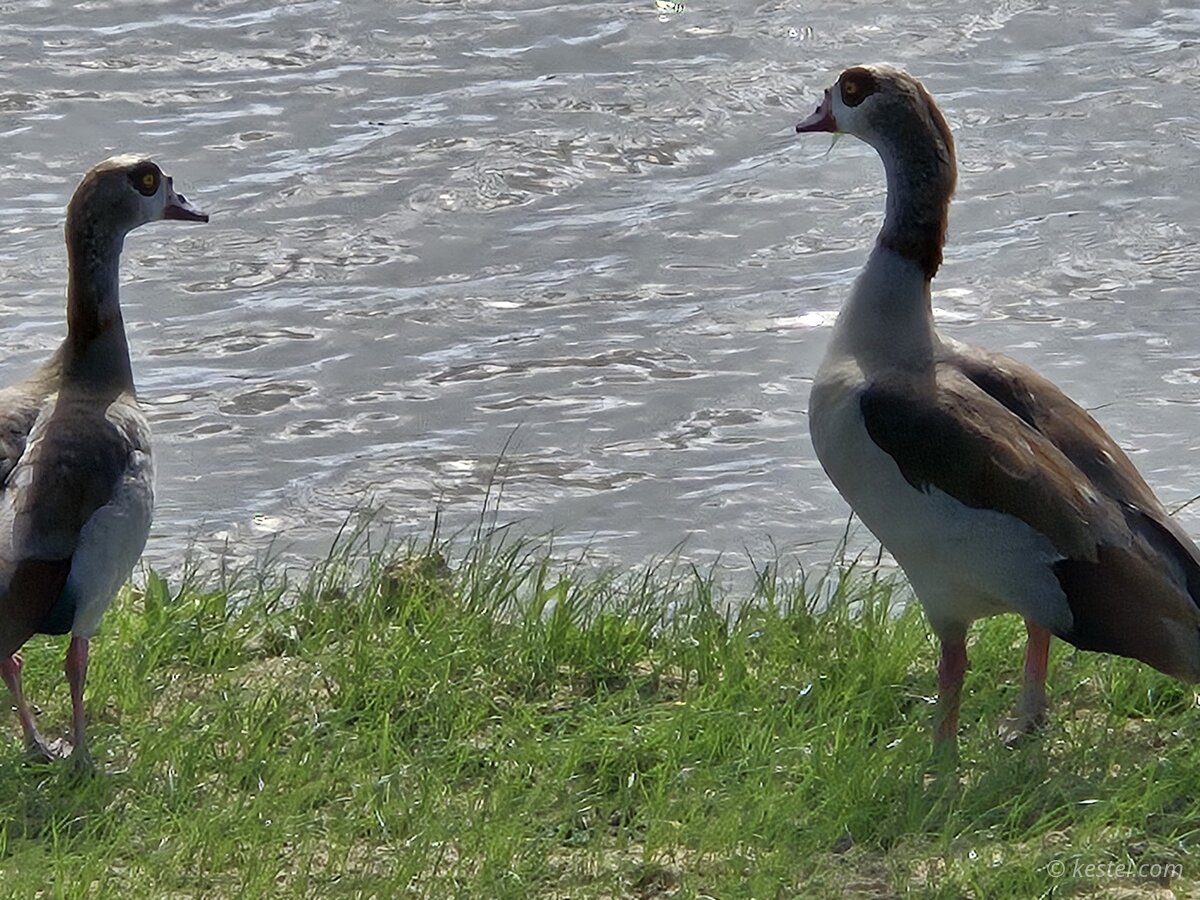 Two Egyptian geese facing each other by the water