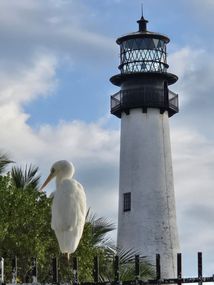 Great egret perched on a fence