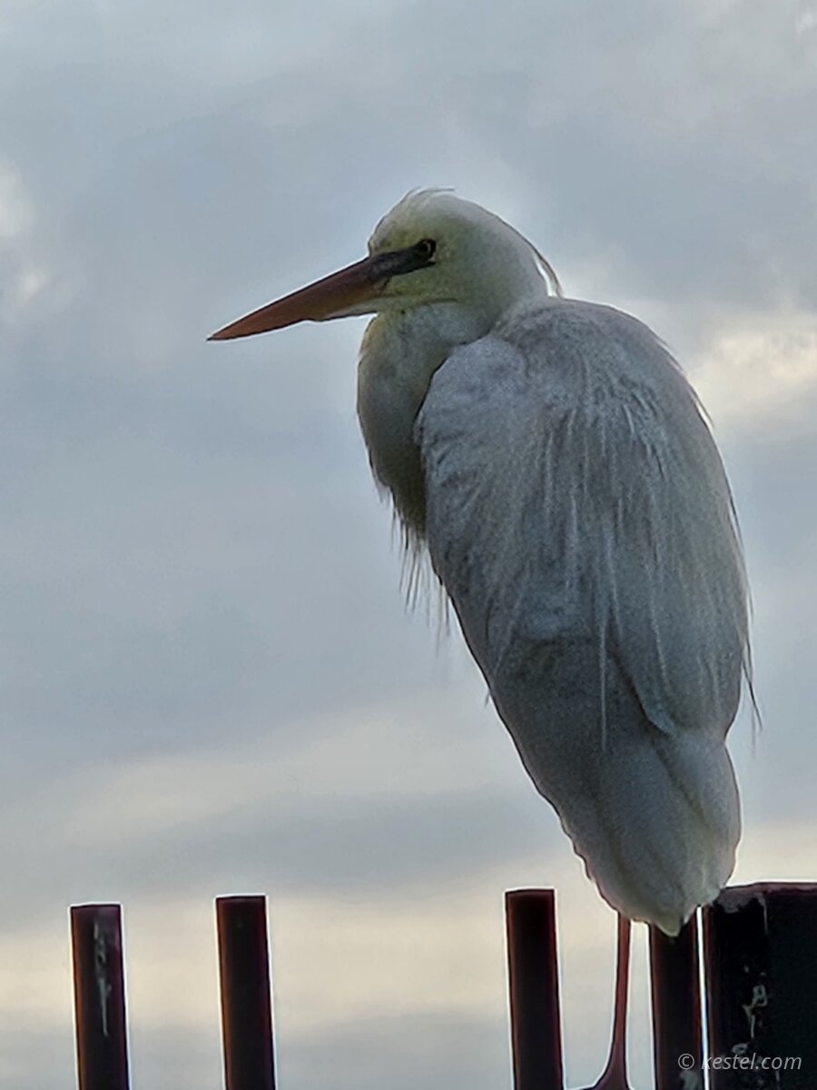 Great egret near the Cape Florida lighthouse