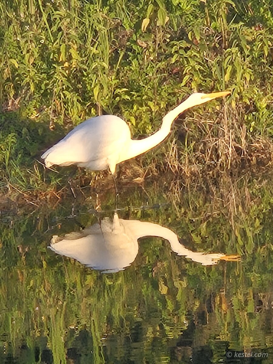 Great egret stalking prey with reflection in still water