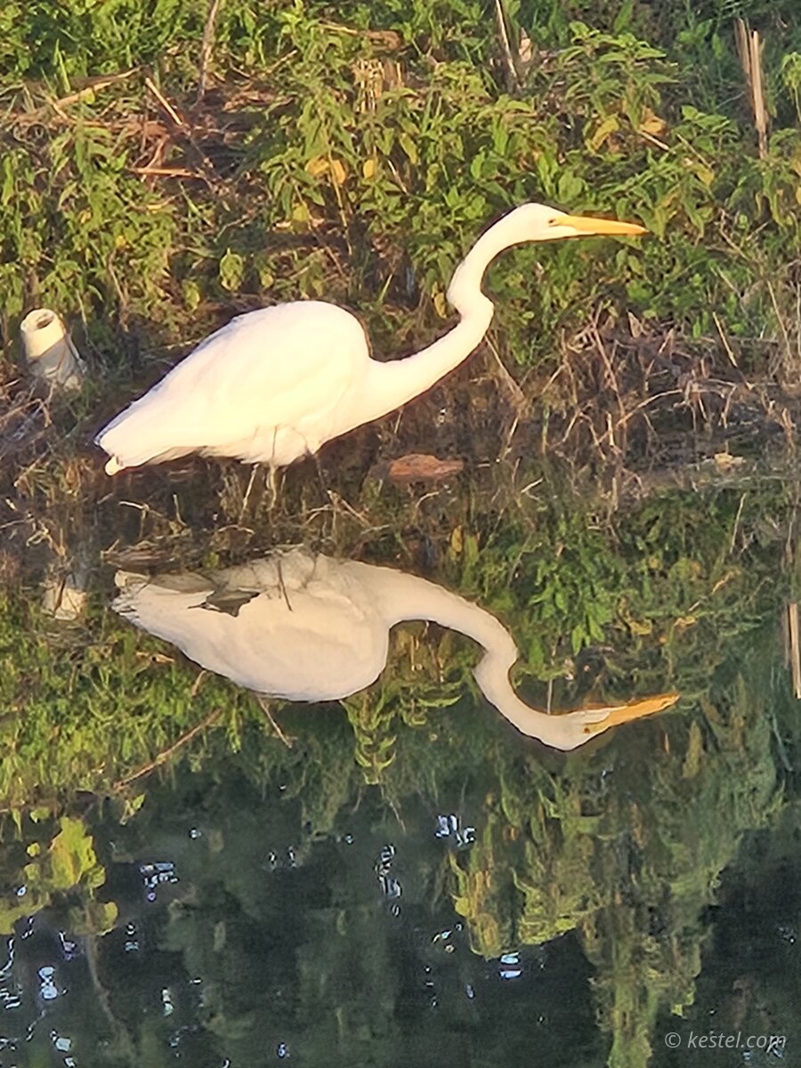 Great egret standing in wetland with reflection
