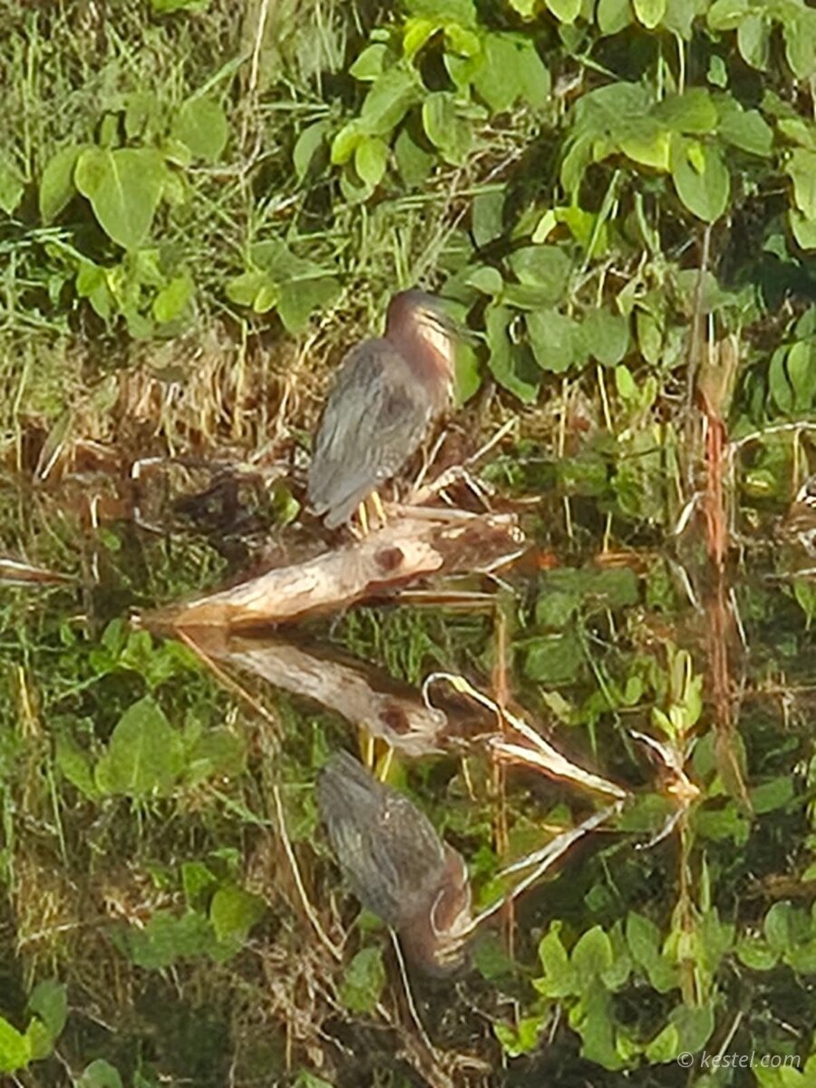 Green heron reflected in still water