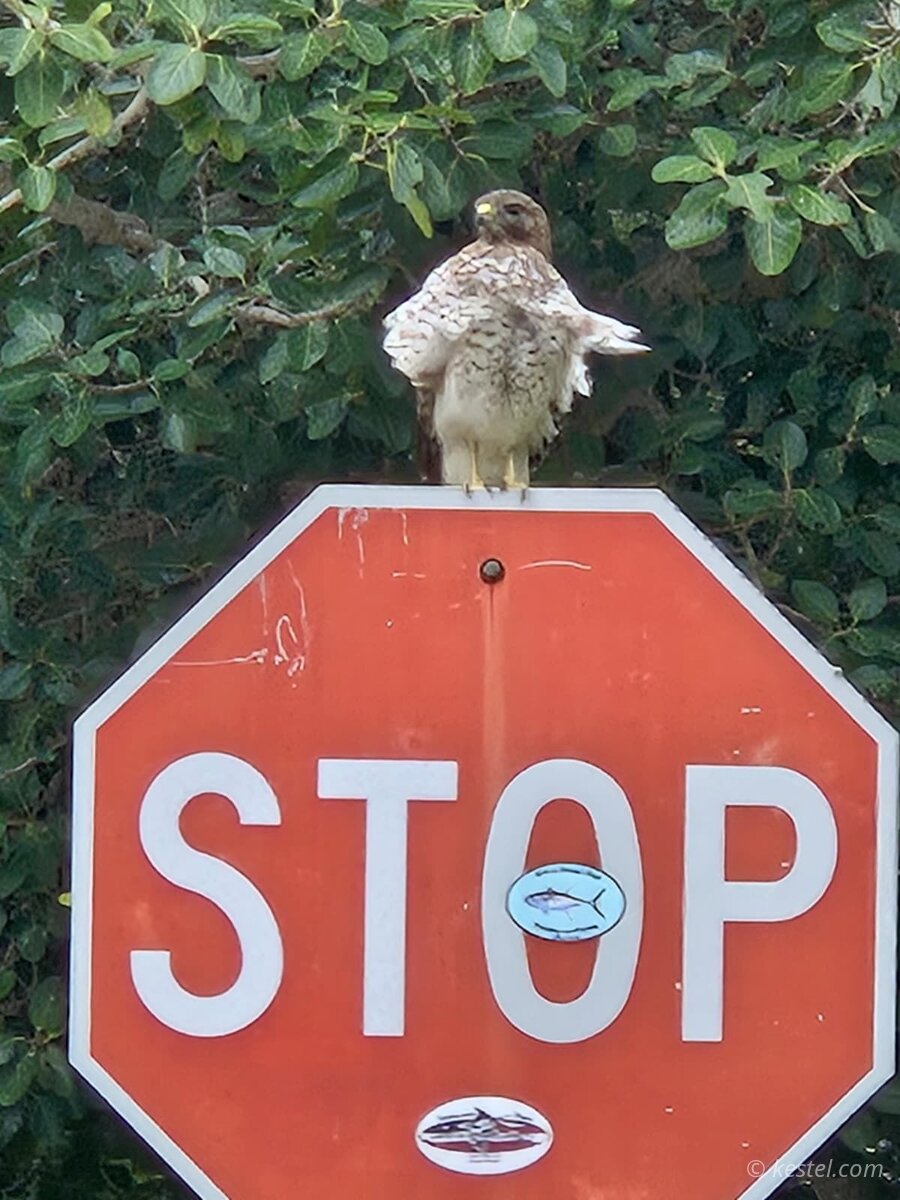 Hawk perched on top of a stop sign