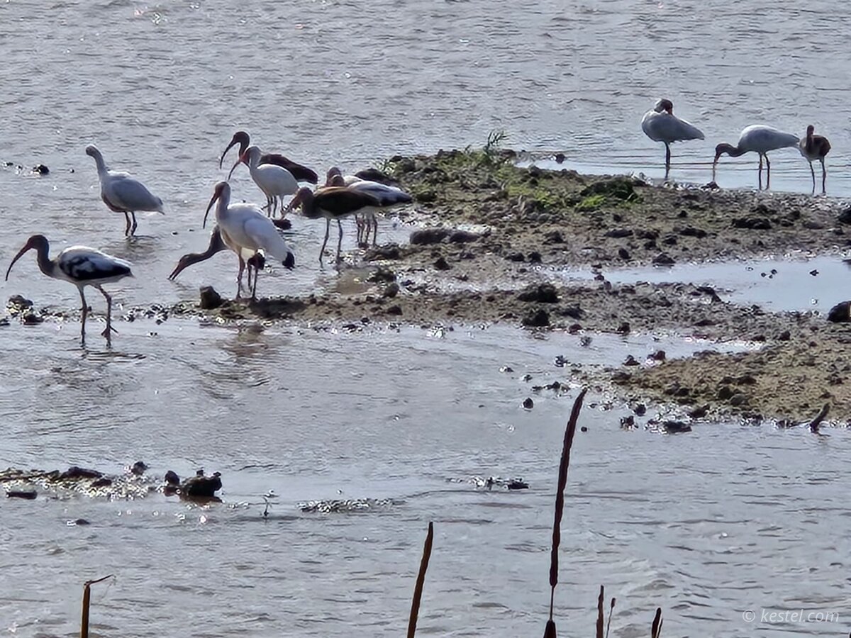 White ibis flock feeding on a mudflat