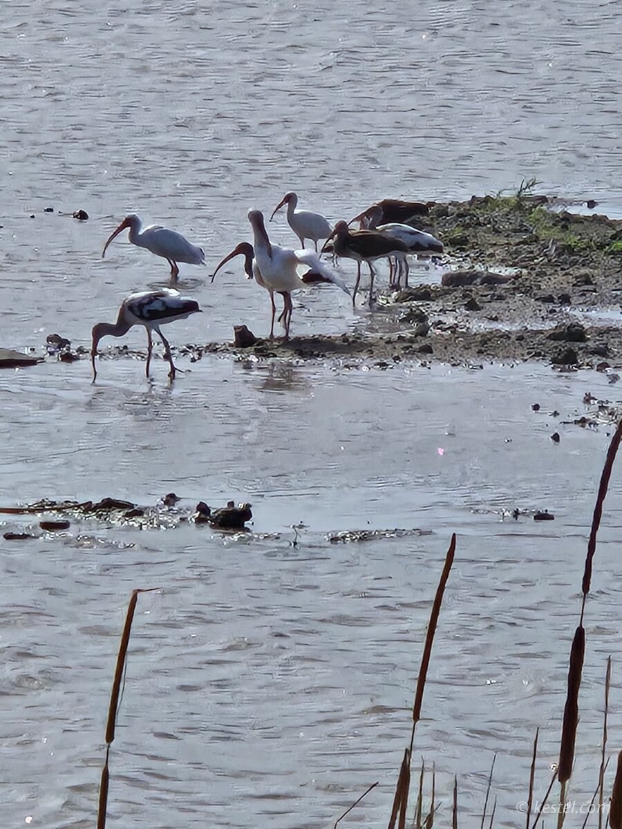 White ibis flock on a mudflat with cattails in foreground