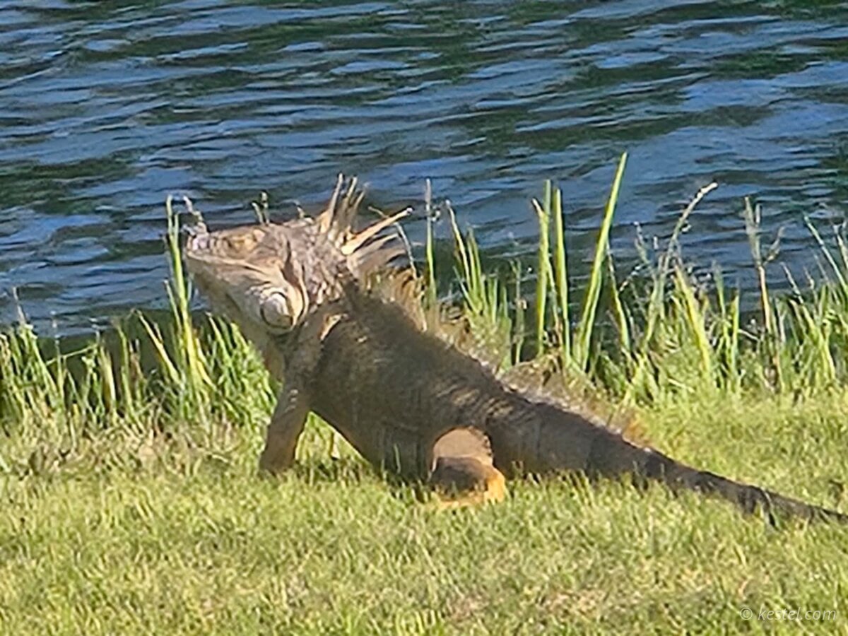 Green iguana basking on grass beside the water