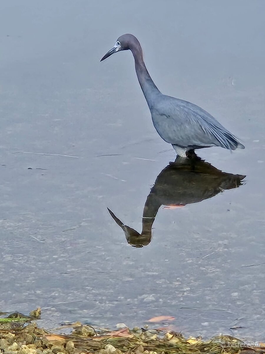 Little blue heron reflected in still water