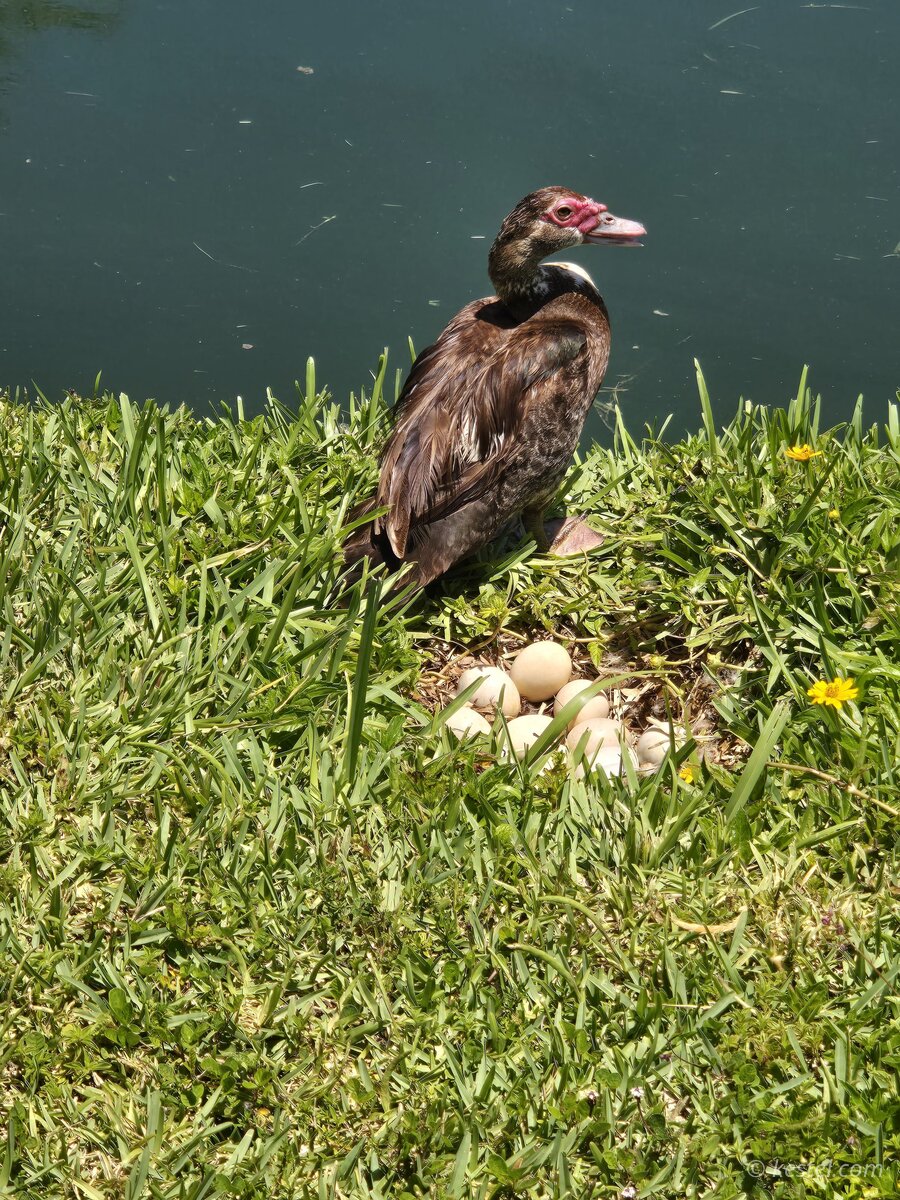 Muscovy duck nesting on eggs