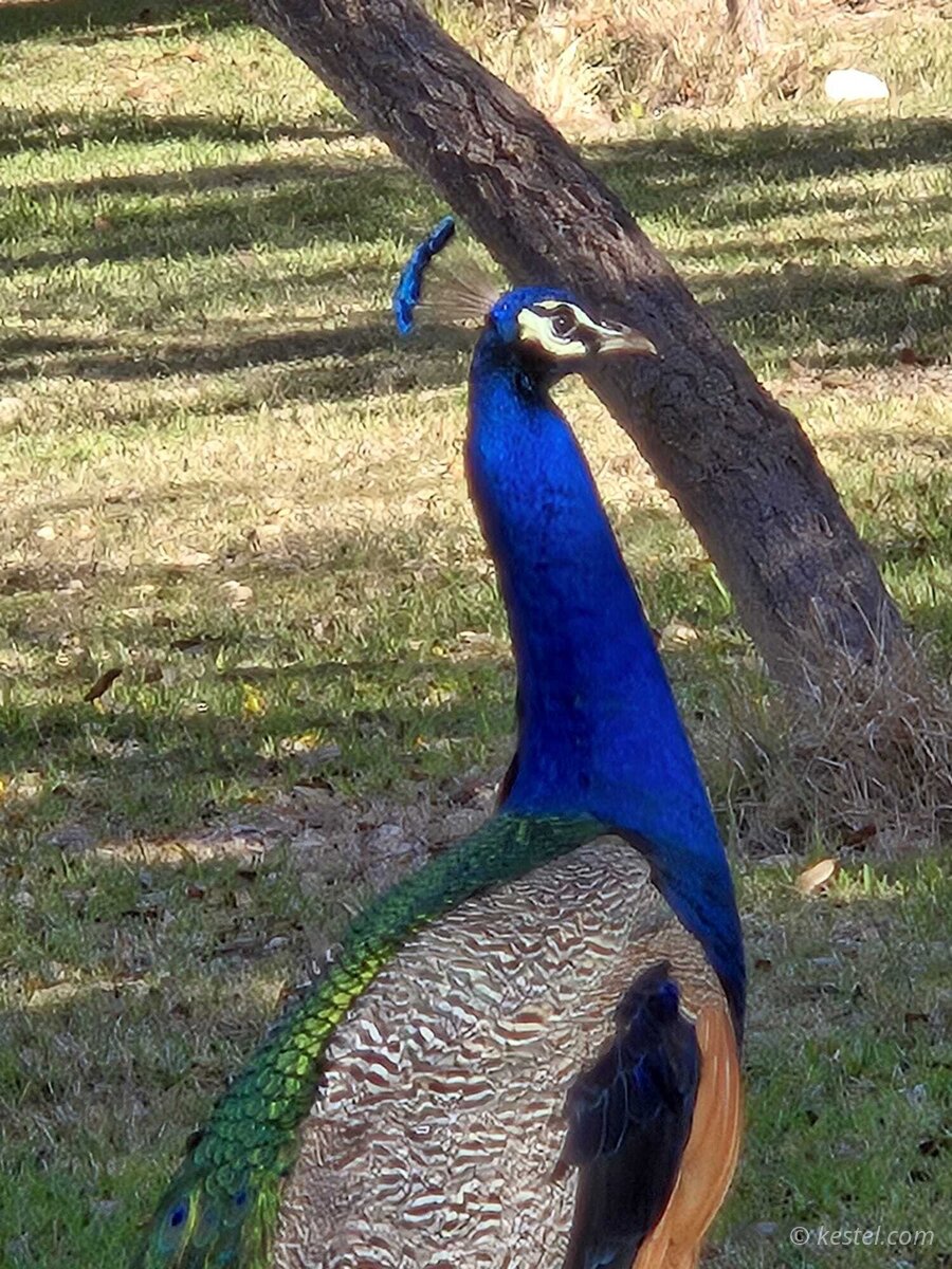 Peacock showing vivid blue neck plumage