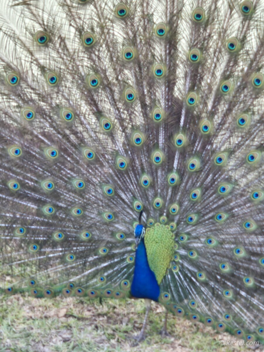 Peacock displaying full fan of tail feathers