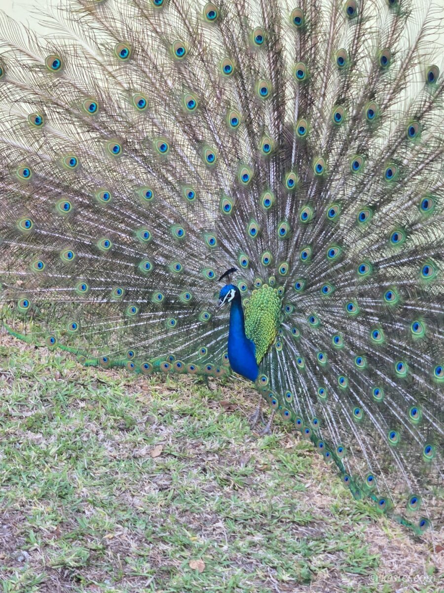 Peacock fan tail display from behind