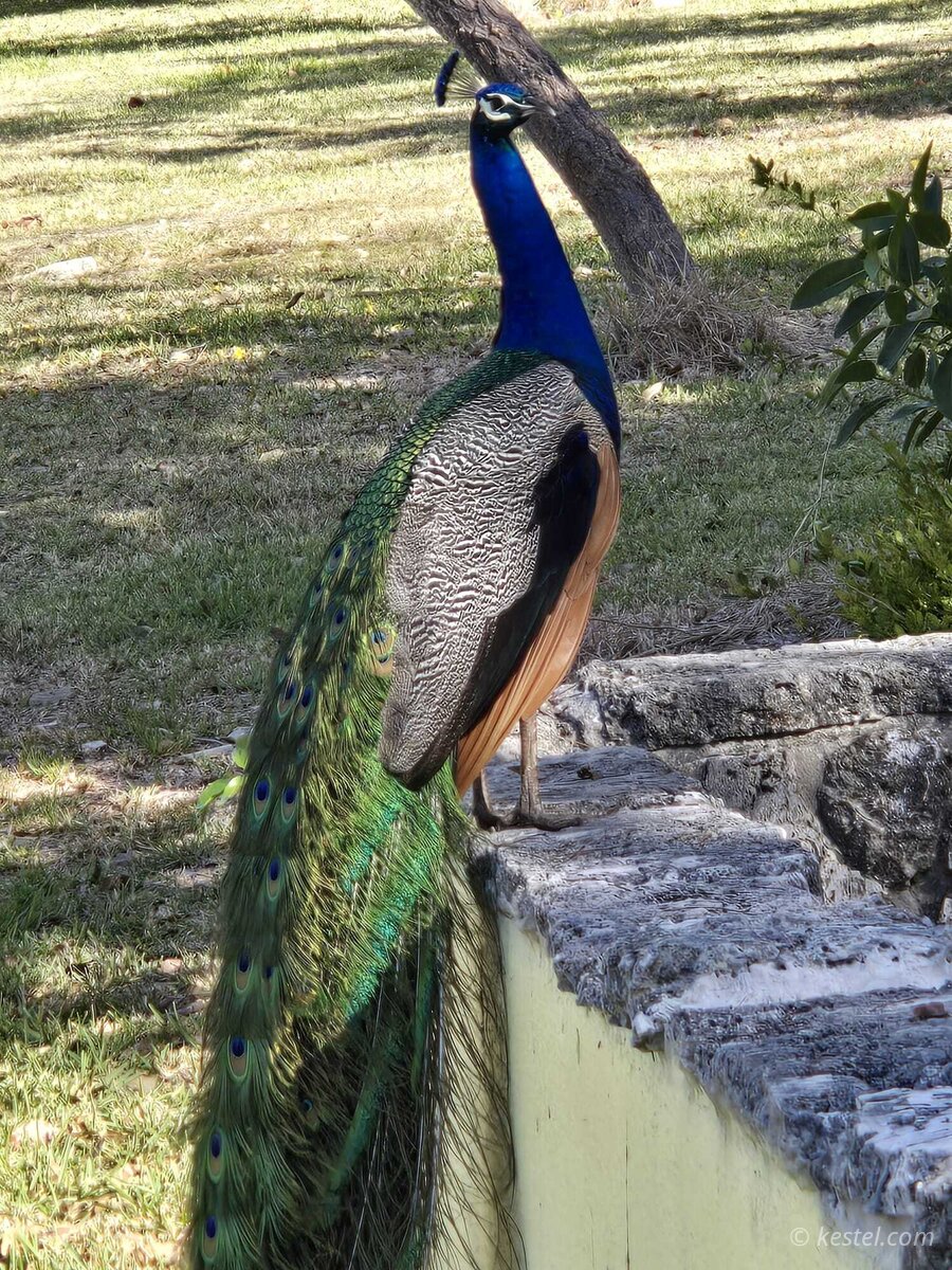 Peacock with full tail spread