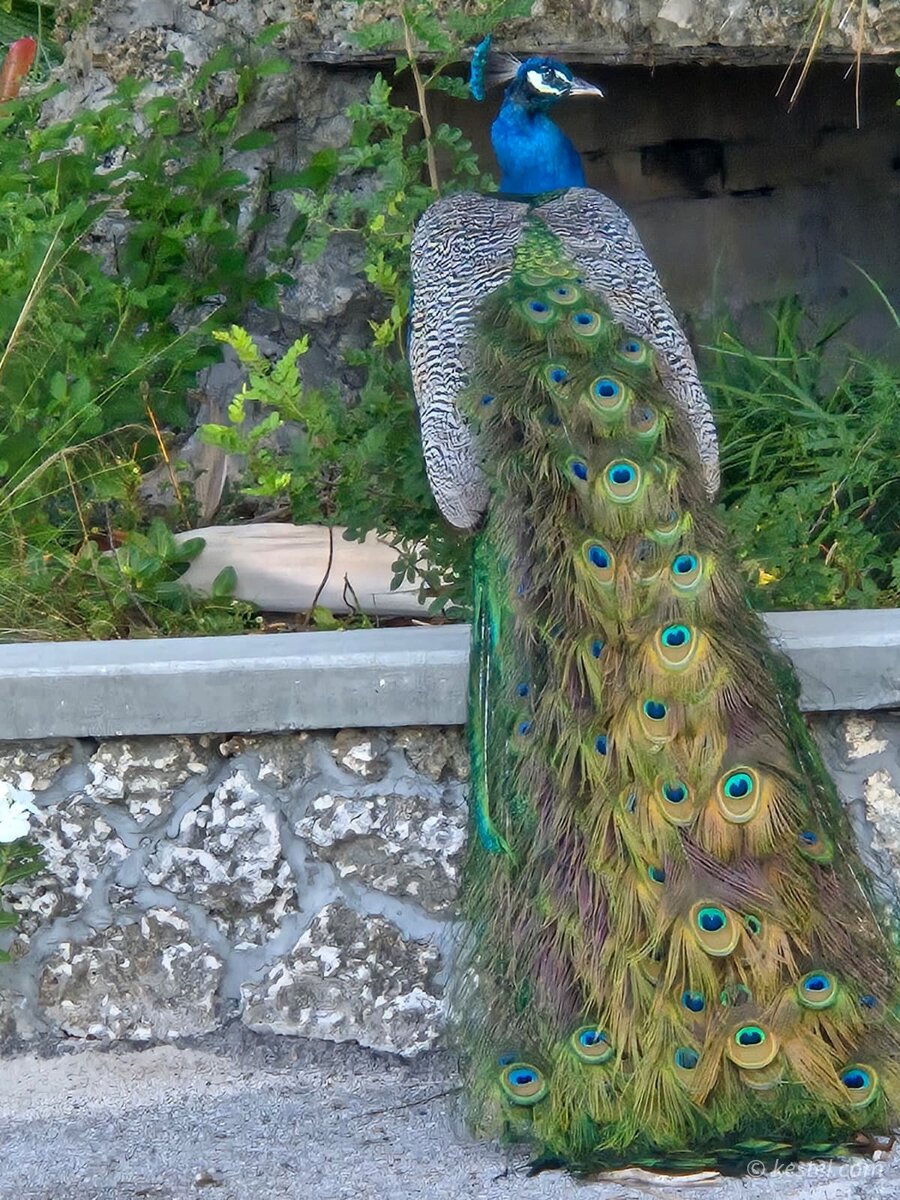 Peacock tail feathers from the side