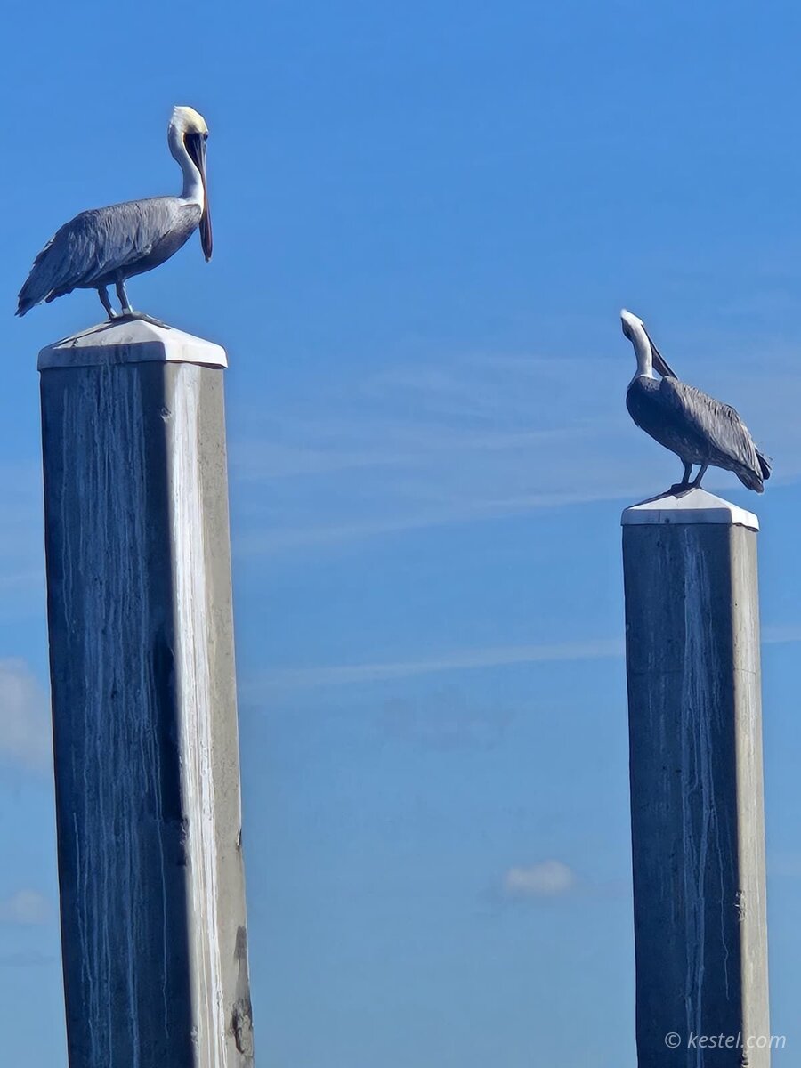 Two brown pelicans perched on dock pilings against blue sky
