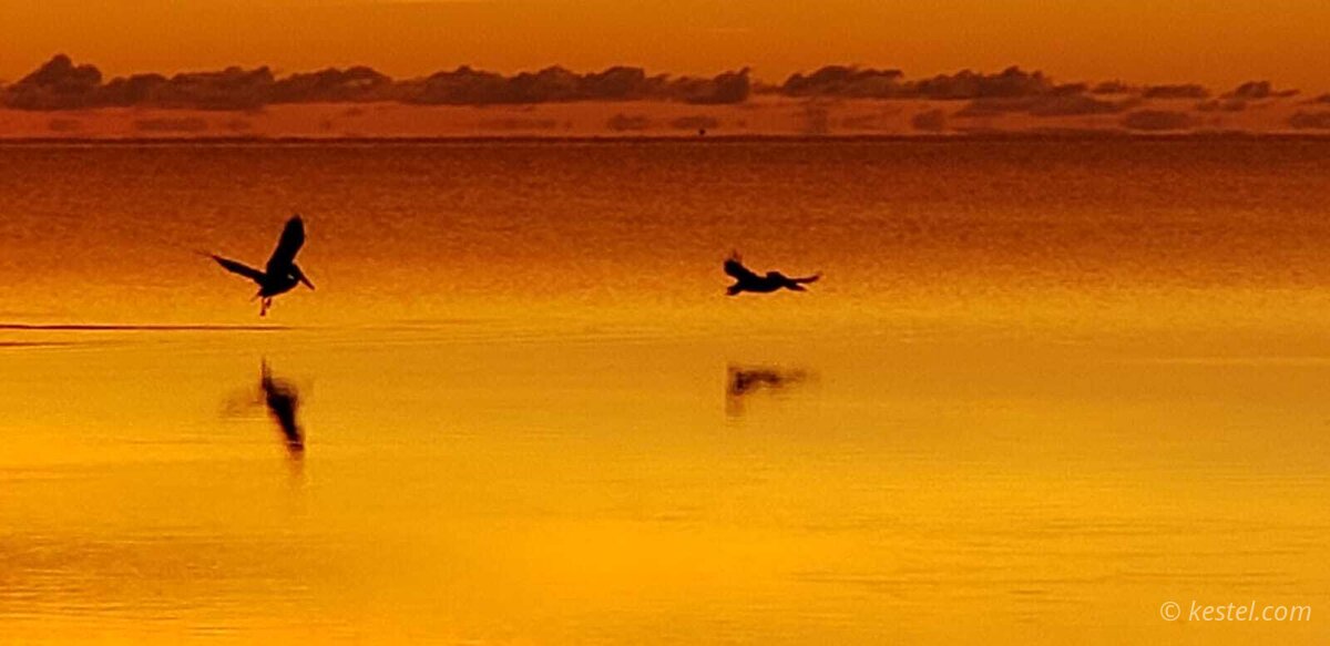 Pelicans in flight at sunset