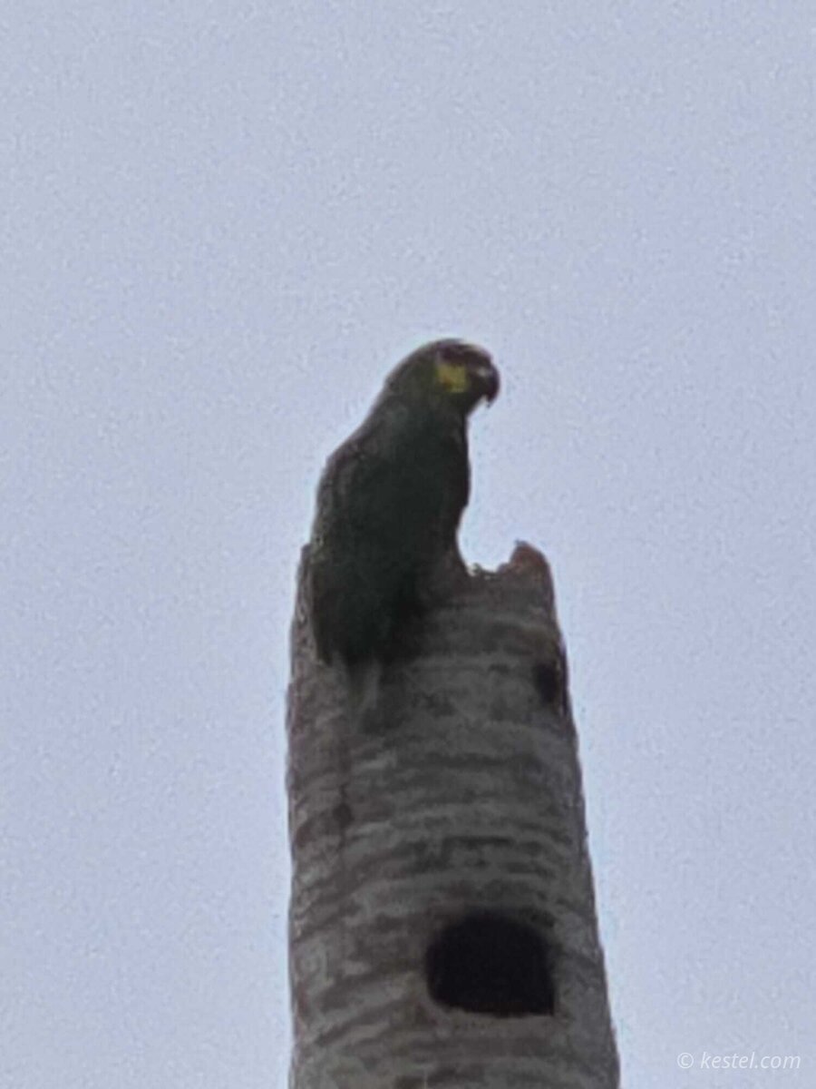 Two red-crowned parrots perched at the top of a palm tree
