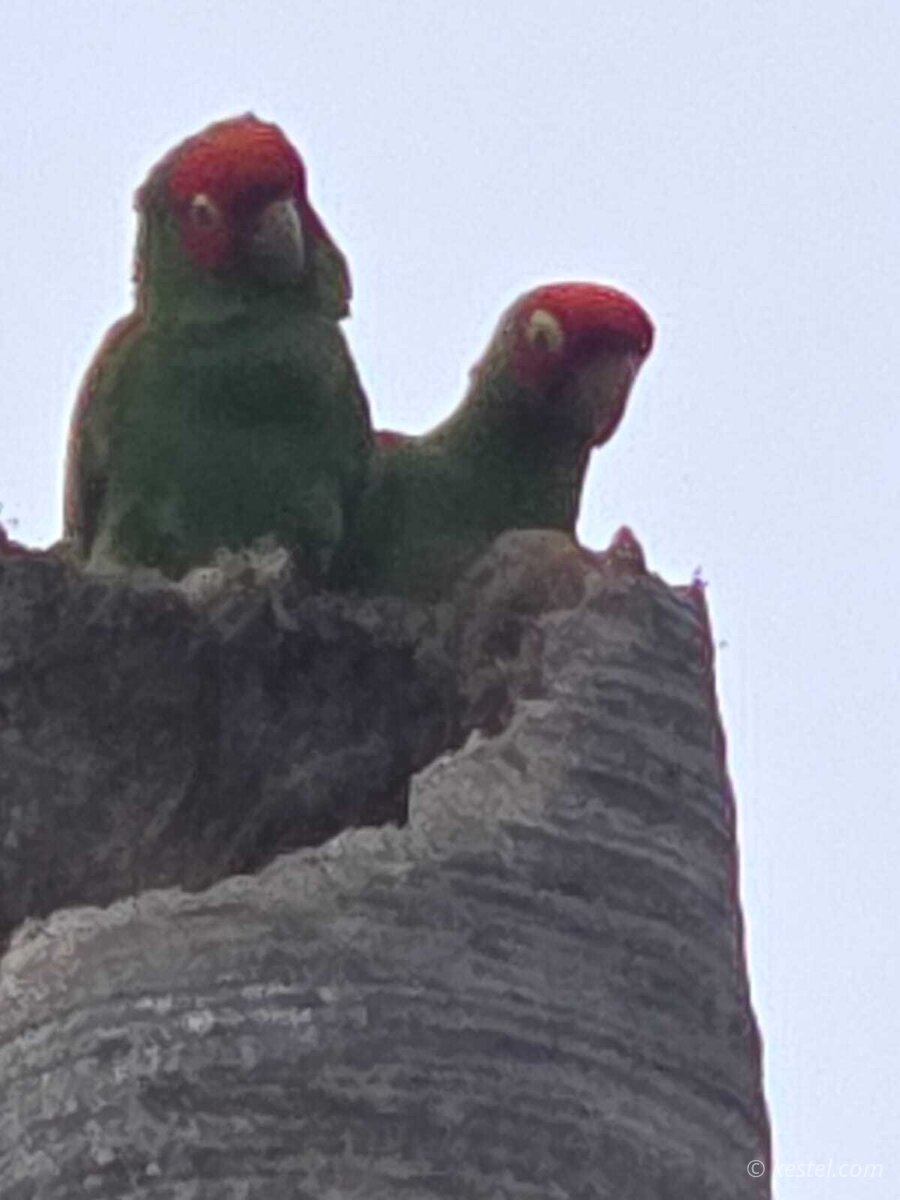 Red-crowned parrots perched in a tree