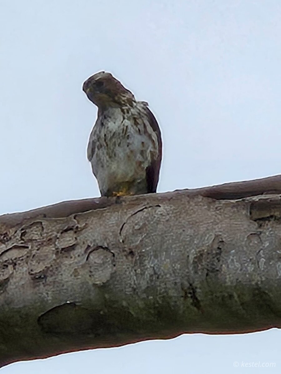 Red-tailed hawk perched on a branch