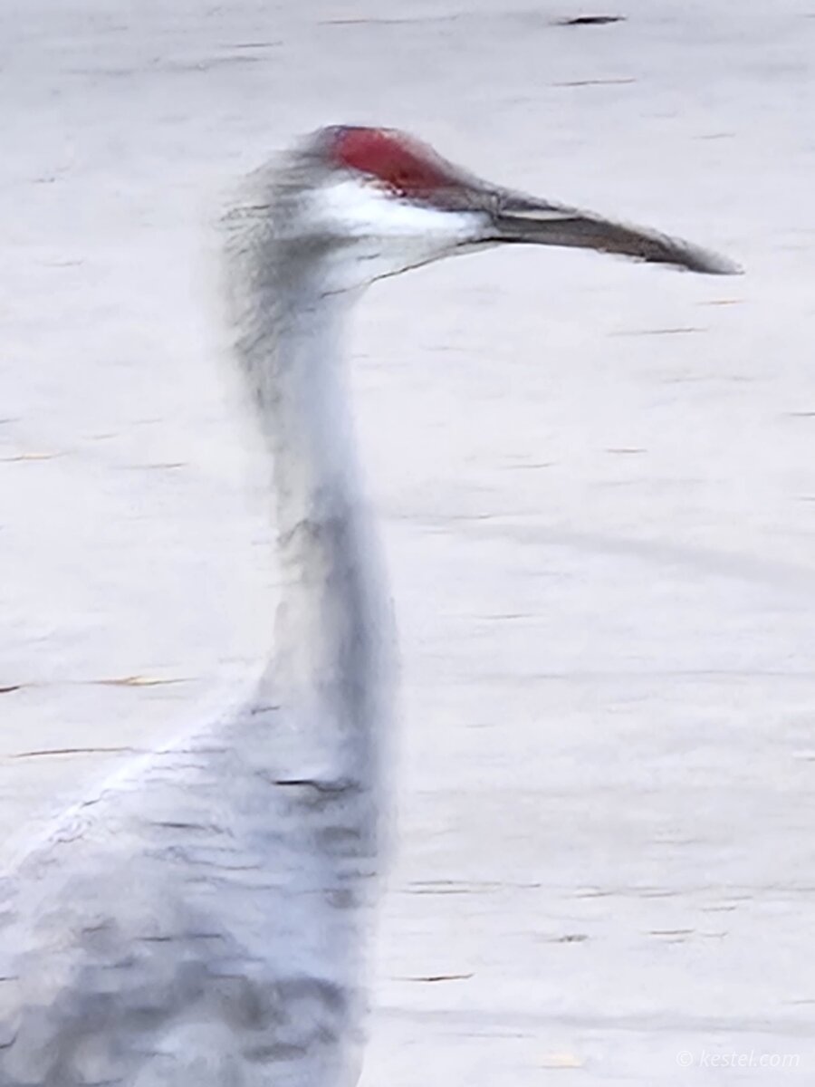 Sandhill crane portrait close-up