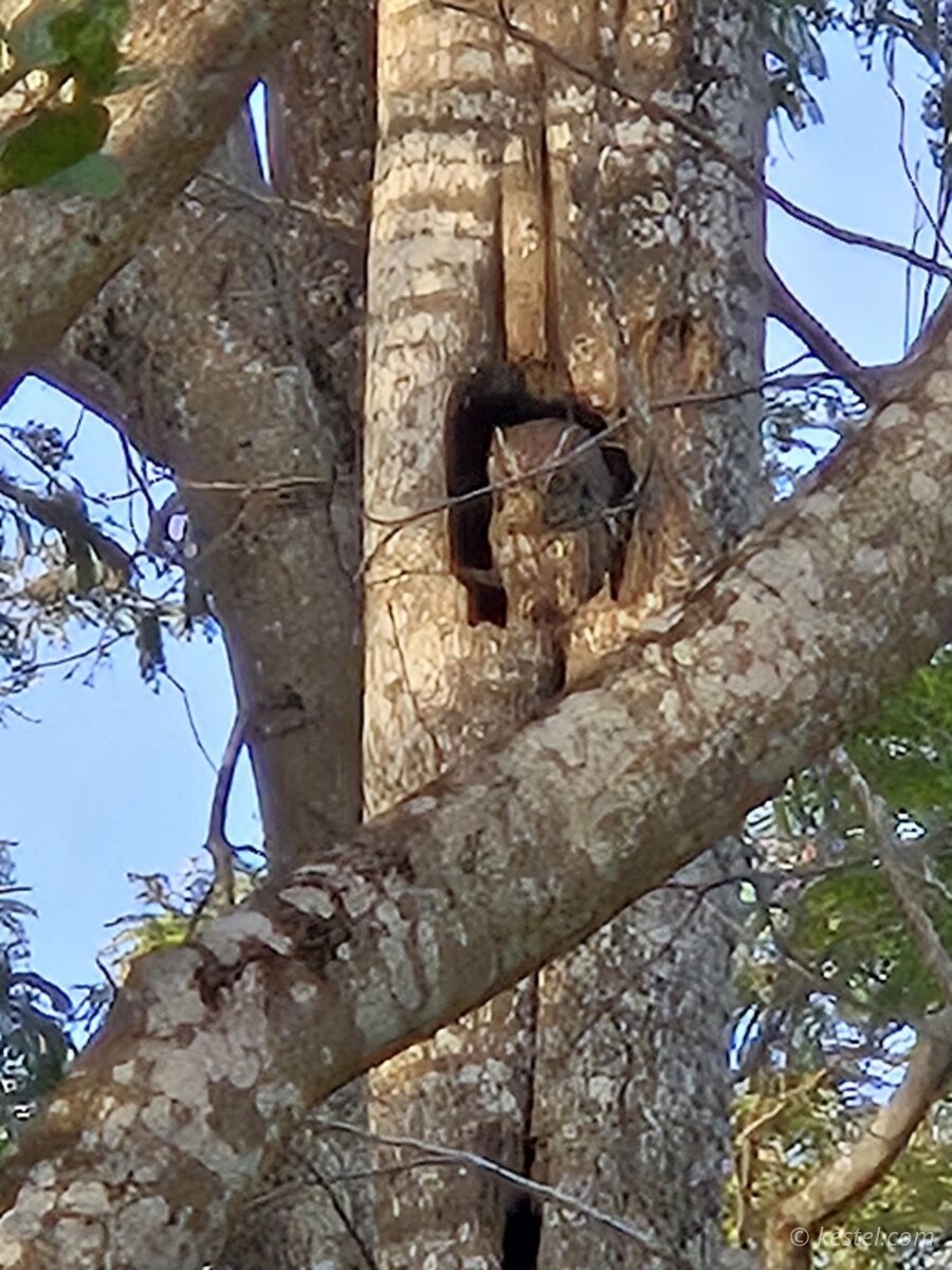 Eastern screech owl peering from a tree cavity
