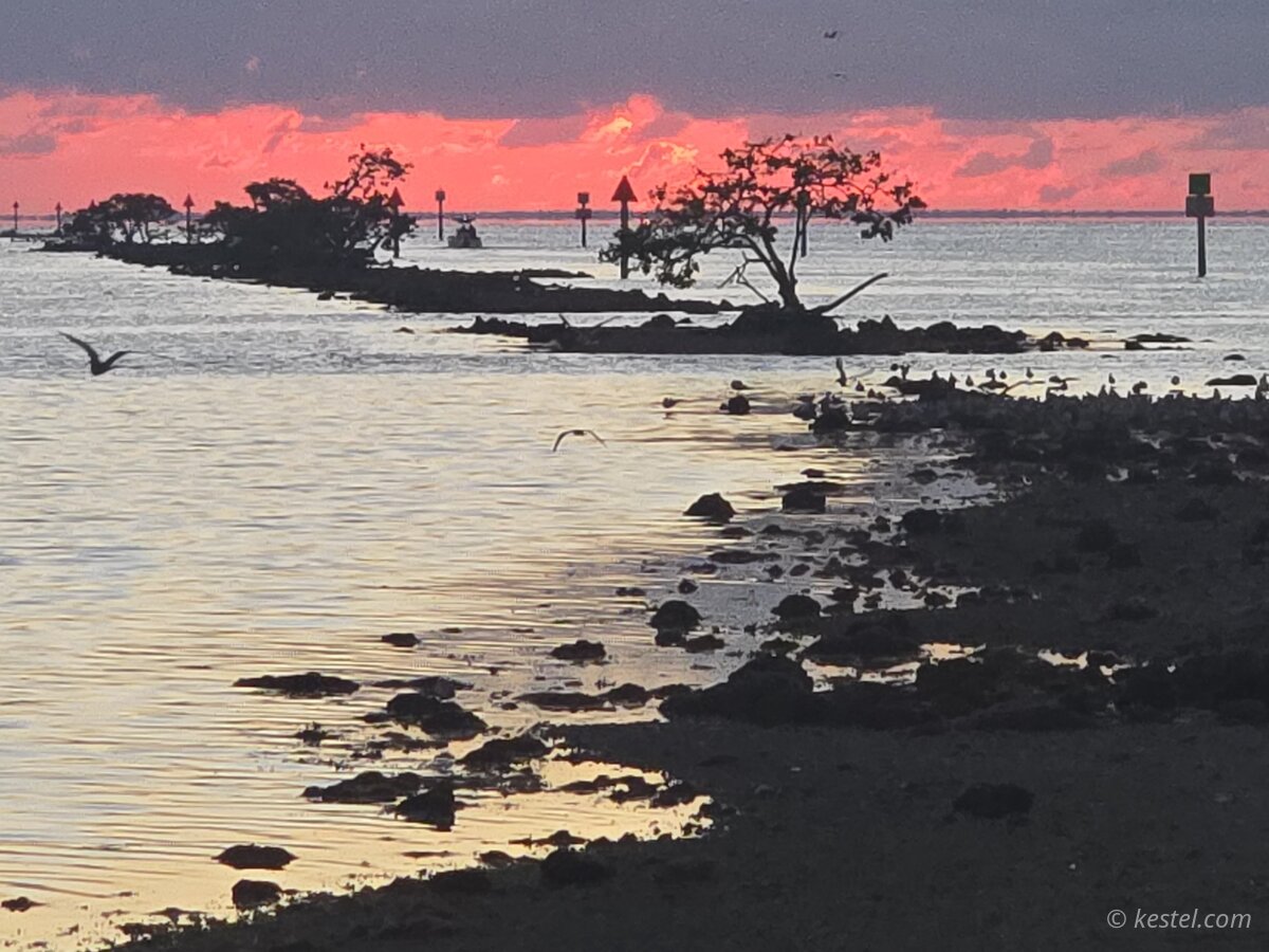 Pink sunset over a mangrove channel
