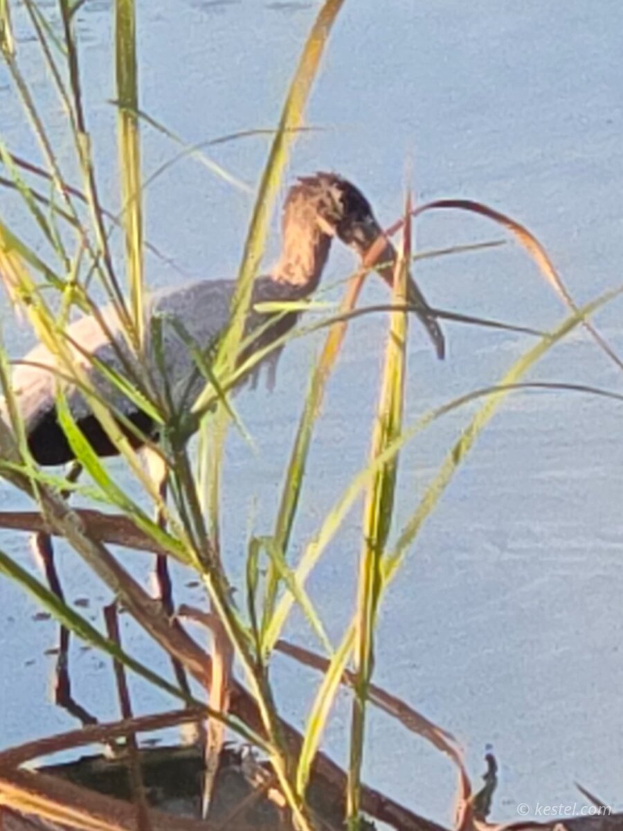 Tricolored heron partially hidden in marsh grass