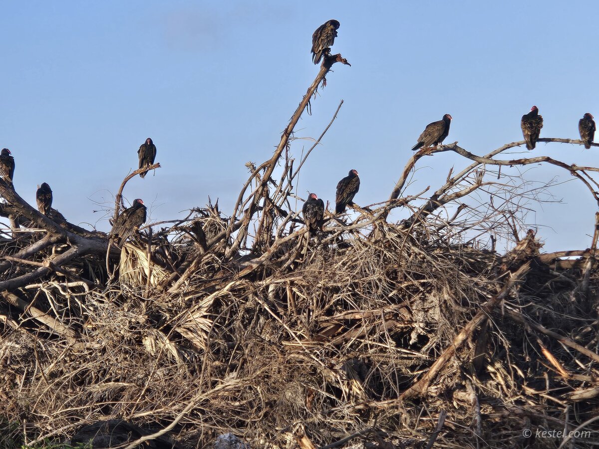 Turkey vultures gathered on a brush pile