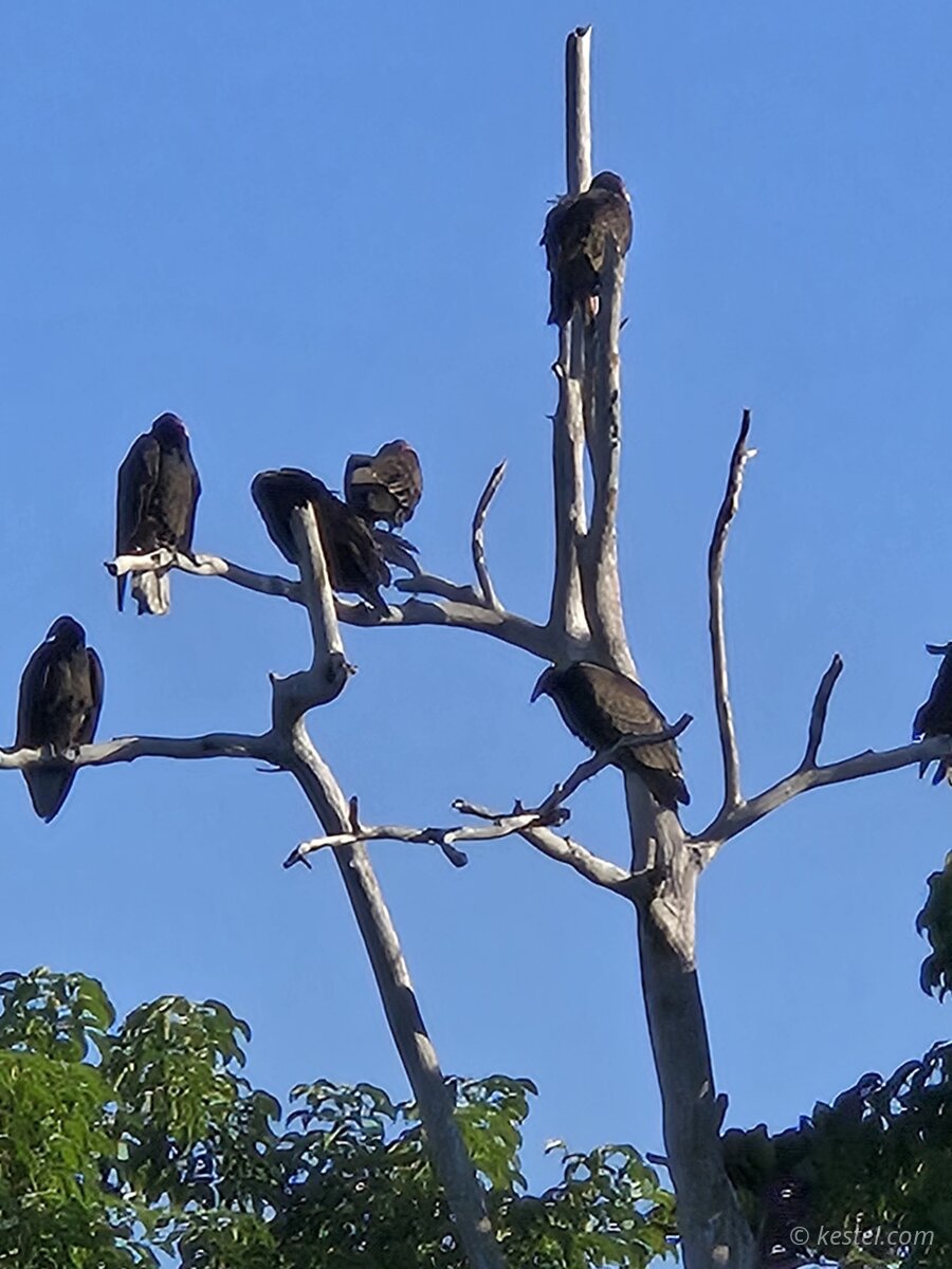 Turkey vultures roosting on a dead tree