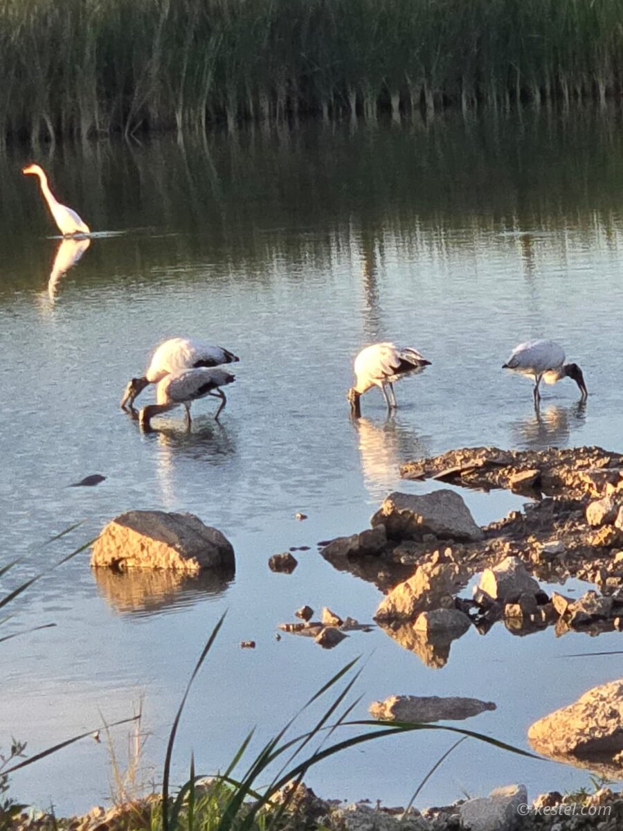Wood stork and egret wading
