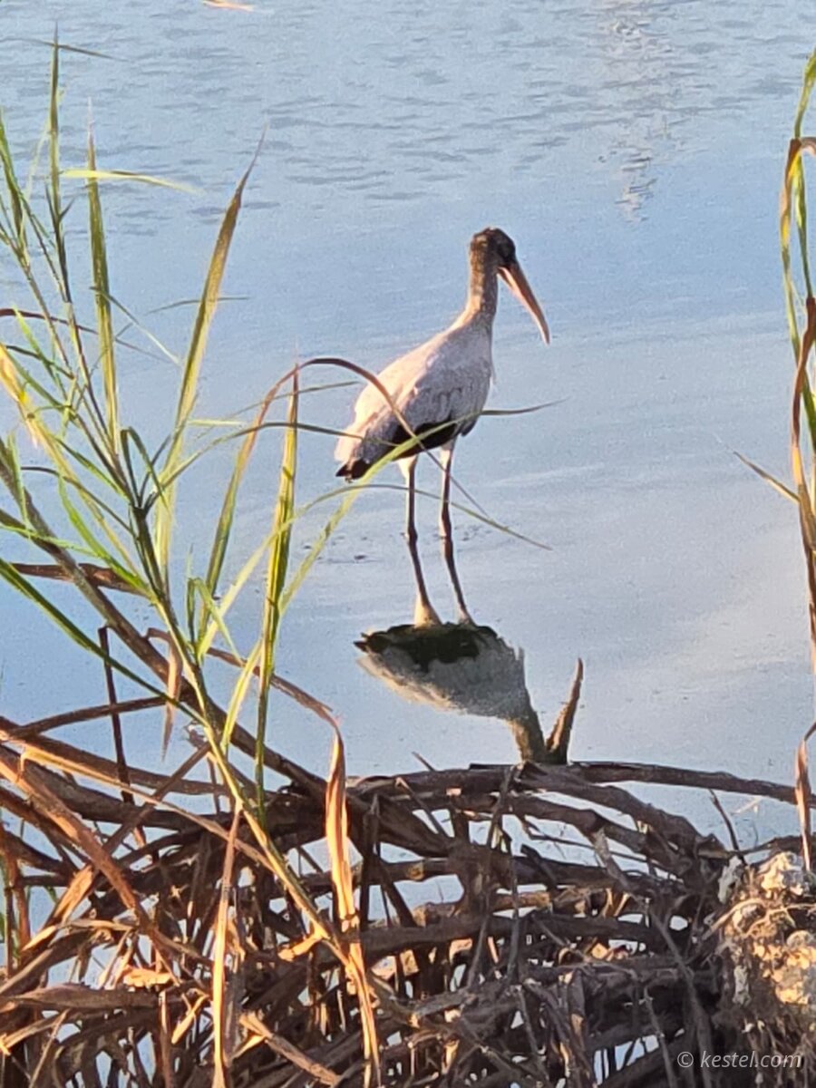 Wood stork standing among reeds
