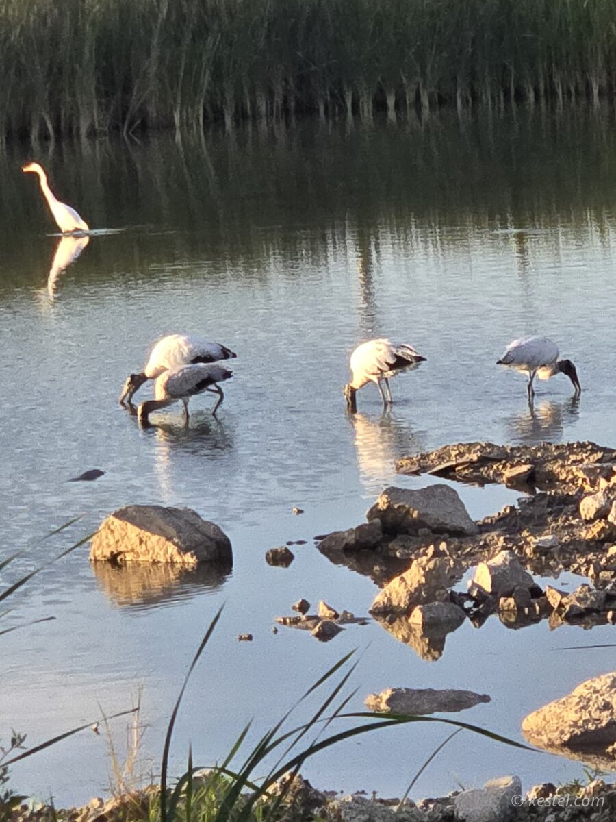 Wood storks and great egret feeding at golden hour