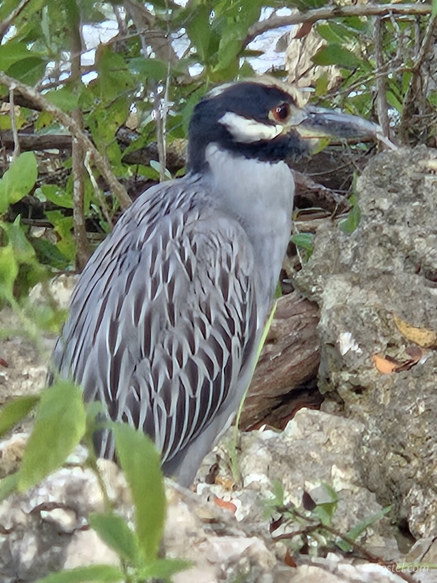 Yellow-crowned night heron in mangroves