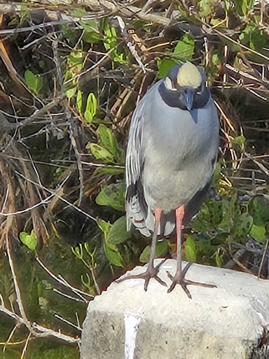 Yellow-crowned night heron perched